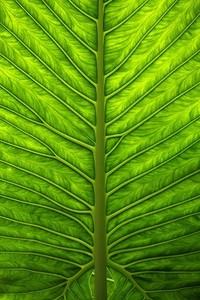 那不勒斯全队备战罗马的挑战